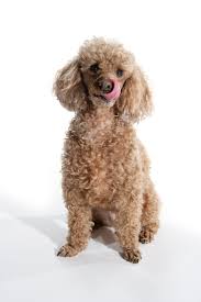 Image result for poodle
