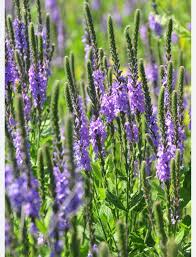 Image result for Verbena × teasii