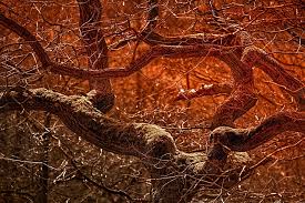 Hd Wallpaper Nature Branches Tree Mood Red Brown Crotch Aesthetic Wallpaper Flare Enjoy and share your favorite beautiful hd wallpapers and background images. nature branches tree mood red brown