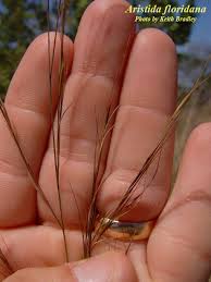 Image result for Aristida