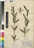 Image result for Fadogia cienkowskii