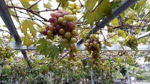 We did not find results for: Kisah Perjuangan Mantan Guru Dirikan Kampung Anggur Di Bantul