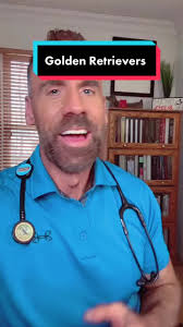 Is It Safe for A Golden Retriever to Have Short Hair