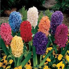 As seen on my browser, i'm not quite sure about the color of this fox fur jacket but i do know i love it. Hyacinth Orientalis Mix Pack Of 10 Grow Organic