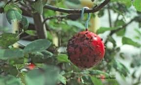 However, for maximum efficacy, an intimate knowledge of the common pests. Organic Pest Control For Fruit Trees The Glue Ball That Looks Like An Apple Use 3 4 Per Tree Worth A Garden Pest Control Organic Pest Control Organic Pest