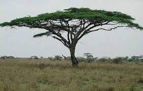 Savanna Plants The Great Savanna African Tree Savanna Plants African Plants