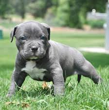Colors are chocolate/white cowpatch female,blue/black spotted merle male,white with blue/black merle blanket. Blue Nose Bully Pitbull Puppies Pet S Gallery