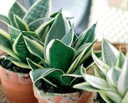 Dracaena trifasciata is a species of flowering plant in the family asparagaceae, native to tropical west africa from nigeria east to the congo. The Correct Way To Plant And Care For Tiger Lilies Mygarden Com