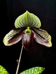 Image result for Polystachya songaniensis