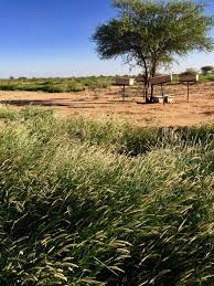 Regenerate is shorthand for exactly this line: The Magic Of Farmer Managed Natural Regeneration Farmer Managed Natural Regeneration