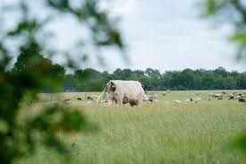 Examples of translating «bull» in context Brahman Bull Stock Photos And Images 123rf