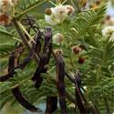Image result for Acacia tenuispina