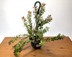 Image result for Ceropegia rendallii