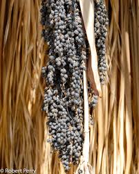 Image result for Wiesneria filifolia