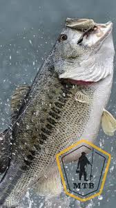 Simone biles is mental health #goals; Bass Fishing Wallpaper Decor Di Design