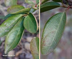 Image result for Ximenia afra