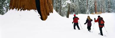 Botanic garden holiday exhibit, season's greenings: Winter Things To Do Sequoia Kings Canyon National Parks