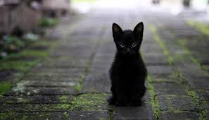 Black And Red Cat What Does It Mean When A Cat Chooses You In 2020 Black Cat Meaning Cats Pregnant Cat