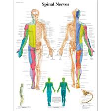 3b scientific human anatomy spinal nerves chart laminated