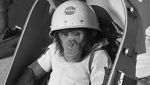 Almanac A Chimpanzee In Space First Monkey In Space Chimpanzee Nasa