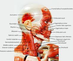 Triangles of the neck anatomy borders and contents kenhub. Pin By Mary Freeman On Anatomy And Physiology Human Anatomy And Physiology Anatomy Models Labeled Anatomy Models