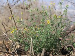 Image result for Senecio consanguineus