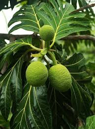 Breadfruit Tree Tropisch