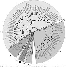Image result for Hypselodelphys