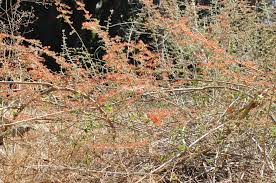 Image result for Combretum microphyllum