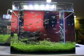 We did not find results for: Best 10 Gallon Fish Tank Our Top Five Picks Aquariadise