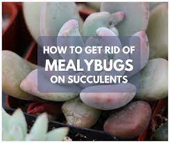 To control mealybugs on cactus plants, remove and how to get rid of mealy bugs (aka woolly aphids) on your plants. How To Get Rid Of Mealybugs On Succulents 5 Natural Ways