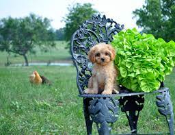Cavapoo From Almostfamousdog Com Cavalier X Poodle Our Almost Famous Dog Jersey Famous Dogs Dog Jersey Cavapoo