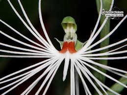 Image result for Habenaria cirrhata