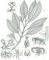 Image result for Colletoecema