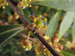 Image result for Maytenus peduncularis