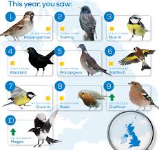 How Britains Backyard Bird Feeders Are Shaping Evolution