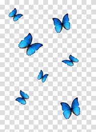 New users enjoy 60% off. Butterfly Blue Phengaris Alcon Blue Butterfly Seven Blue Butterflies Transparent Background Png Blue Butterfly Wallpaper Blue Butterfly Butterfly Background