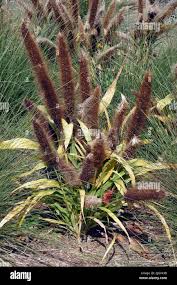 Image result for Cenchrus americanus