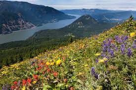 Maybe you would like to learn more about one of these? 15 Best Wildflower Hikes In Washington State Small Town Washington