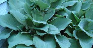 Epsom salt is made up of 'hydrated magnesium sulfate' (magnesium and sulfur), which is important to healthy plant growth. Use Of Epsom Salt On Hostas Hosta Plants Shade Plants Hostas