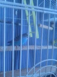 Bird Cage For Sale Craigslist Free Bird Freebird Craigslist Bird