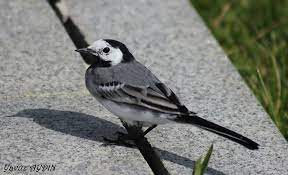 motacilla alba ak kuyruksallayan kuslar
