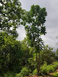 Image result for Anthocleista