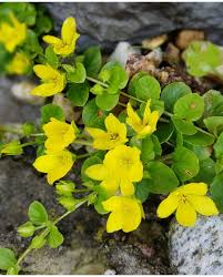 Image result for Lysimachia djalonis