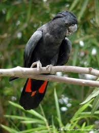 Red Tailed Black Cockatoo Cockatoo Parrot Animals Matter