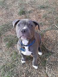 Pin By Fitness To Cosplay On Pets Pitbull Terrier American Pitbull Terrier Pit Dog
