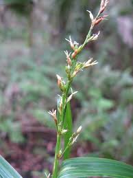 Image result for Scleria sp.no.1