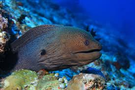 portuguese moréia, from latin mūrēna, from greek mūraina, from mūros, a kind of eel. Six Fascinating Facts About Moray Eels You Probably Didn T Know Master Liveaboards