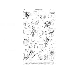 Image result for Euphorbia mossambicensis