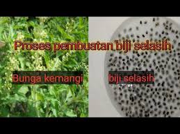 Biji selasih didapatkan dari tanaman kemangi atau basil yang dimanfaatkan sebagai obat herbal. Proses Pembuatan Selasih Youtube